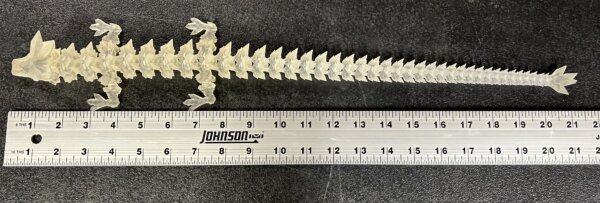 21” 3D Printed Articulating Crystal Dragon - Clear - Image 4